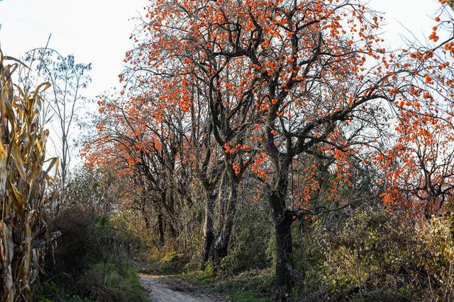 陕西宜君初冬：满枝红柿 一径清甜