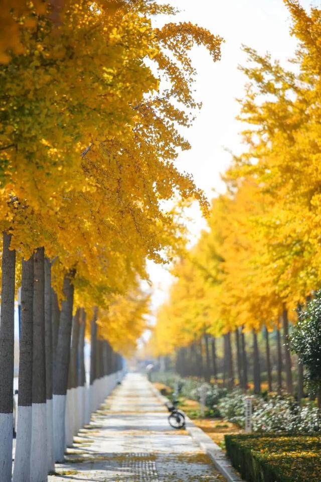 初冬限定“美拉德”风席卷莱州！诗意周末，被这些公园“包圆”了！