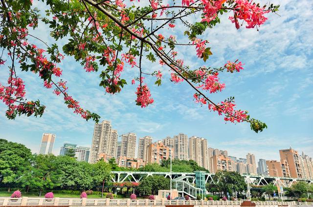 粉色异木棉盛放中！佛山五区这些观赏点，再不去就晚了