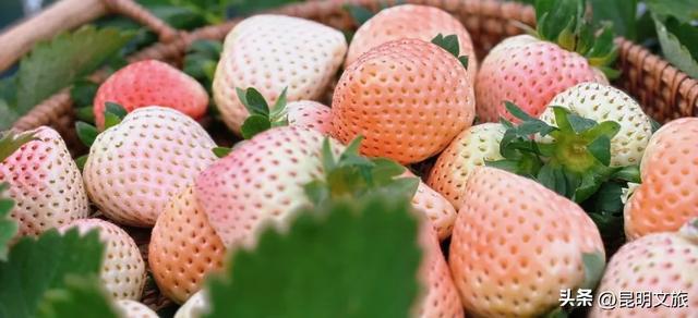 别再问昆明哪里能摘草莓了!收下这份采摘地图,直接抄作业→