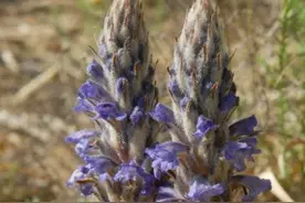 人称“不老草”，男生补肾的寄生野生植物，用好“杂草”都是宝图片