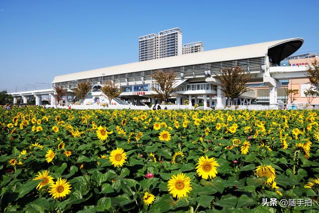 出站即入画，江苏苏州花桥地铁站向日葵花海浪漫触手可及