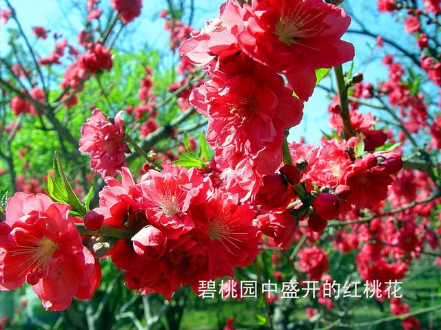 北京旅游：走进西山脚下的植物园（图）