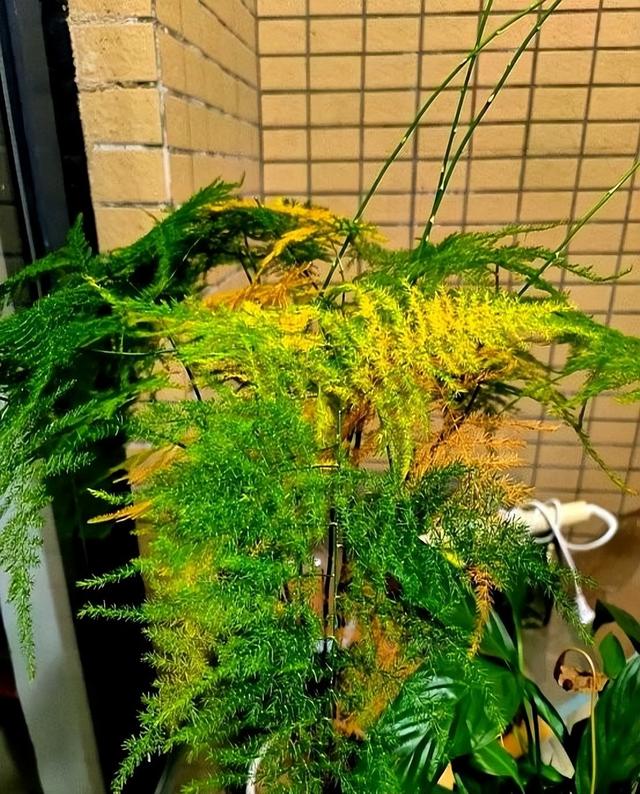 “阴花不能进阳宅”。家里若有这5种花，请赶紧“搬出去”！