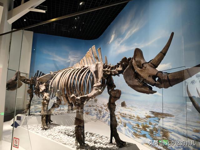 第一次去国家自然博物馆，水族馆和恐龙乐园是8岁孩子的最爱