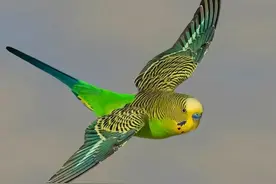 虎皮鹦鹉的形态特征和生活习性图片