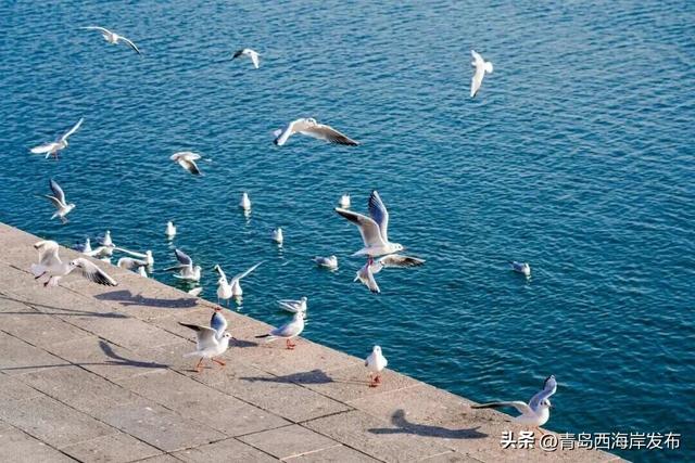 在唐岛湾，一起“鸥”遇吧！