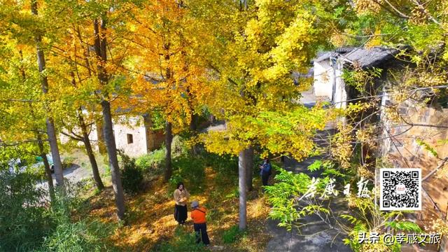 银杏黄了！孝感最美打卡地藏在这里，快来拍同款！