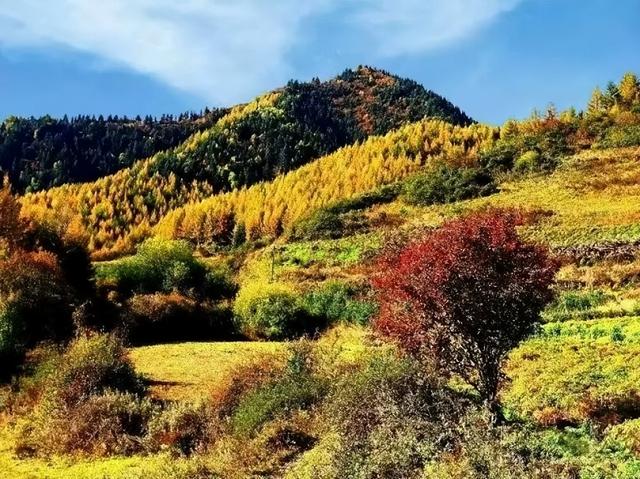 【联动宣传】秋日定西，金色相逢｜寻找陇中最美黄叶打卡地