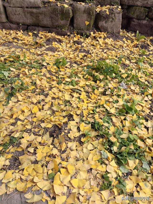 为看金黄美景和红墙，我来北碚静观走一趟，在塔坪寺和思乡台公园