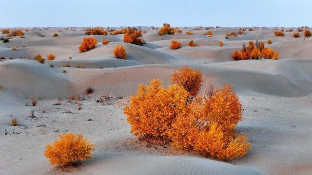 出片率100%！赴一场沙漠胡杨的金色之约