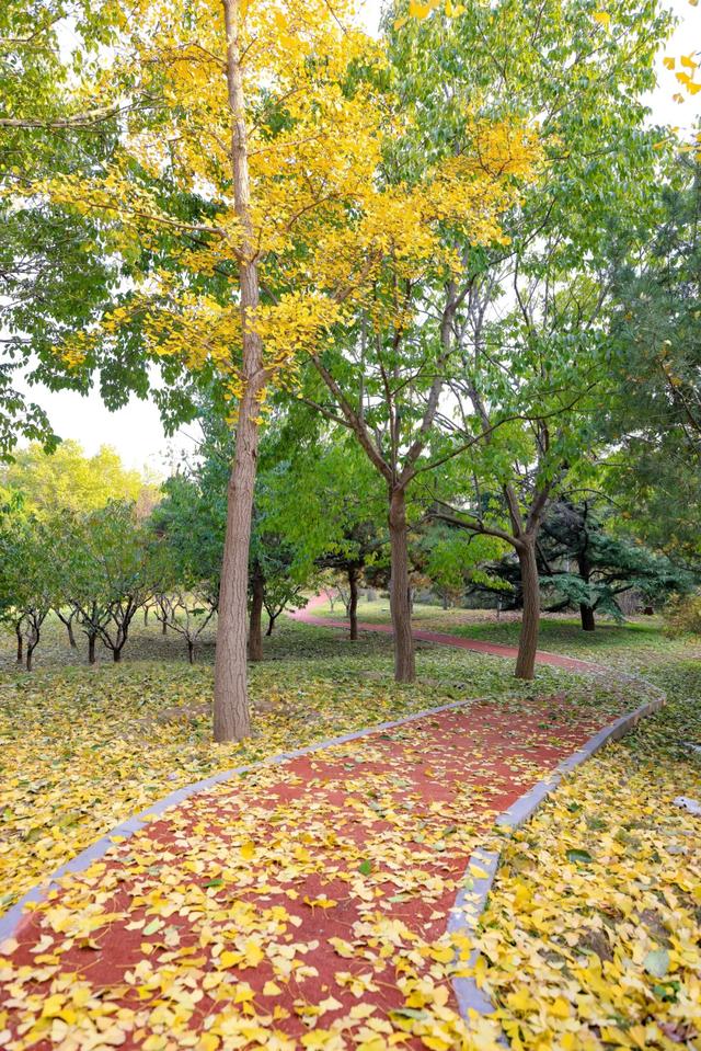 藏不住的惊艳！这座公园正处颜值巅峰