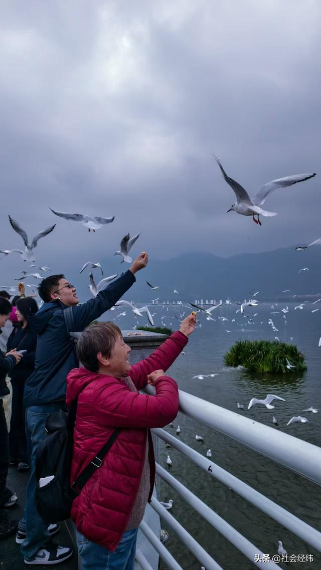 每日一景|漫步滇池湖畔·与海鸥共舞
