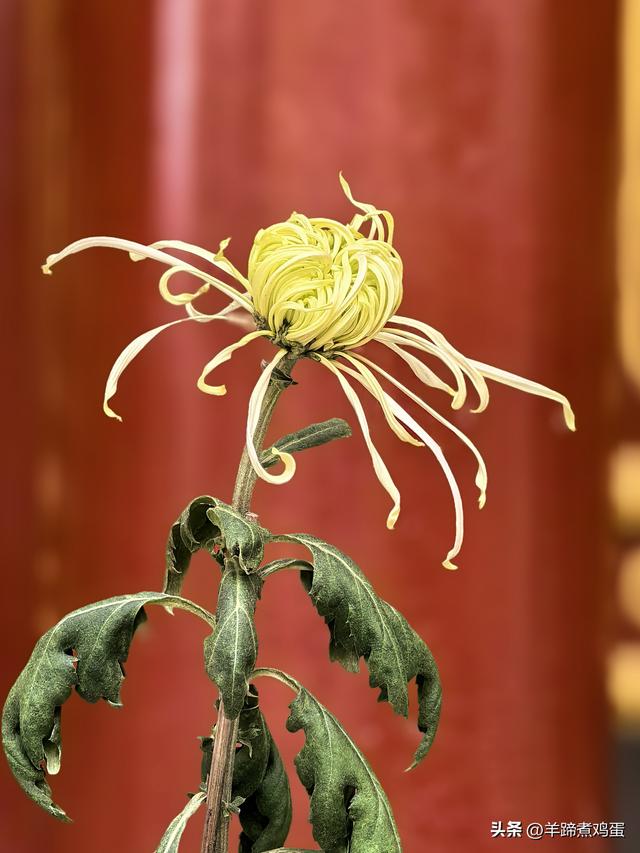 秋风独宠一园菊，晚来香艳出樊篱——北京北海公园2025年菊花展