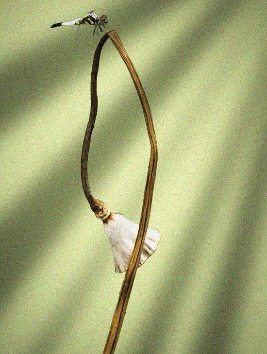 冬日微湖，慢养身心