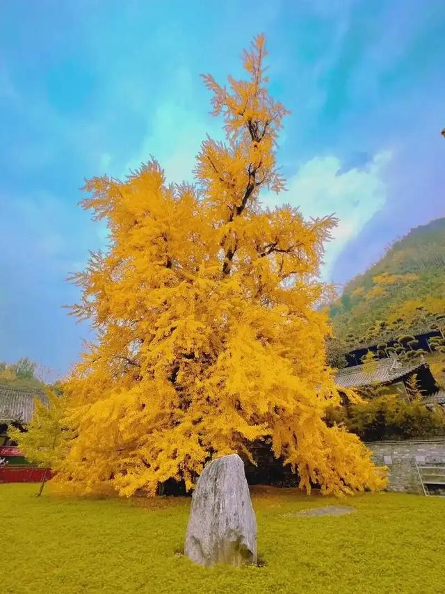太原：银杏满枝金，枝干相依五百年，晋祠连理银杏树等你来打卡!
