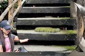 无知！女生遇毒蛇“莽山烙铁头”上前合影，网友评论区炸锅了！图片