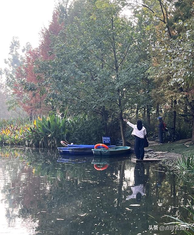 成都最美水杉红了，染红了湖面，不要门票，地铁公交直达！