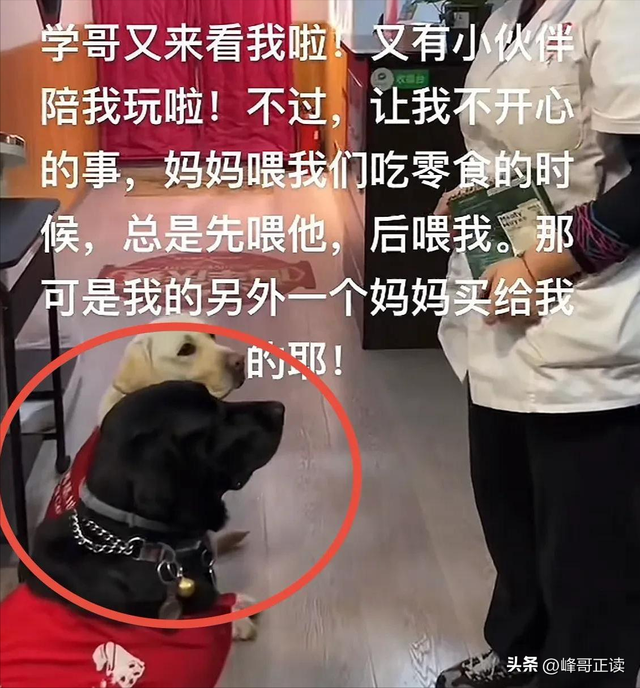 爬泰山的作死夫妻被制裁！导盲犬被收回，身份被扒，家里还有一只