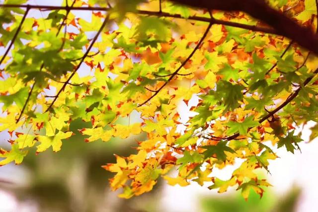 秋天的陇南，有什么好看的？