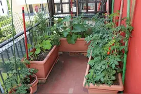 种植蔬菜不用农药怎么防治虫害？教你几个土方法，家庭种菜必备图片