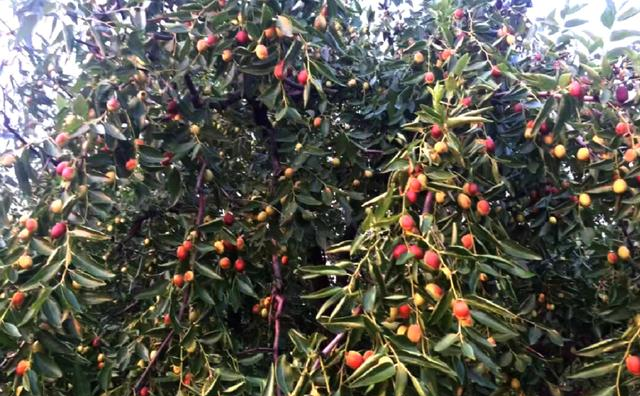 15岁入党	，18岁和主席结婚，如今仍健在，却几乎不露面