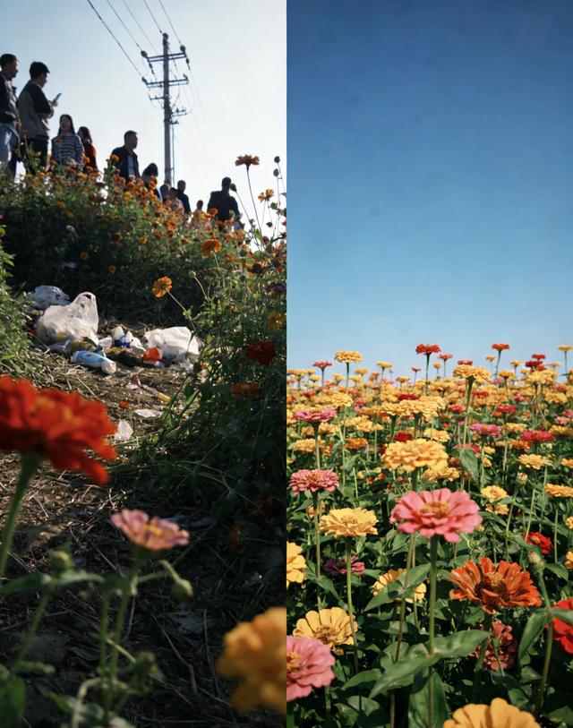 72小时霸榜!万亩花海突然盛开,为何有人去了直呼后悔?