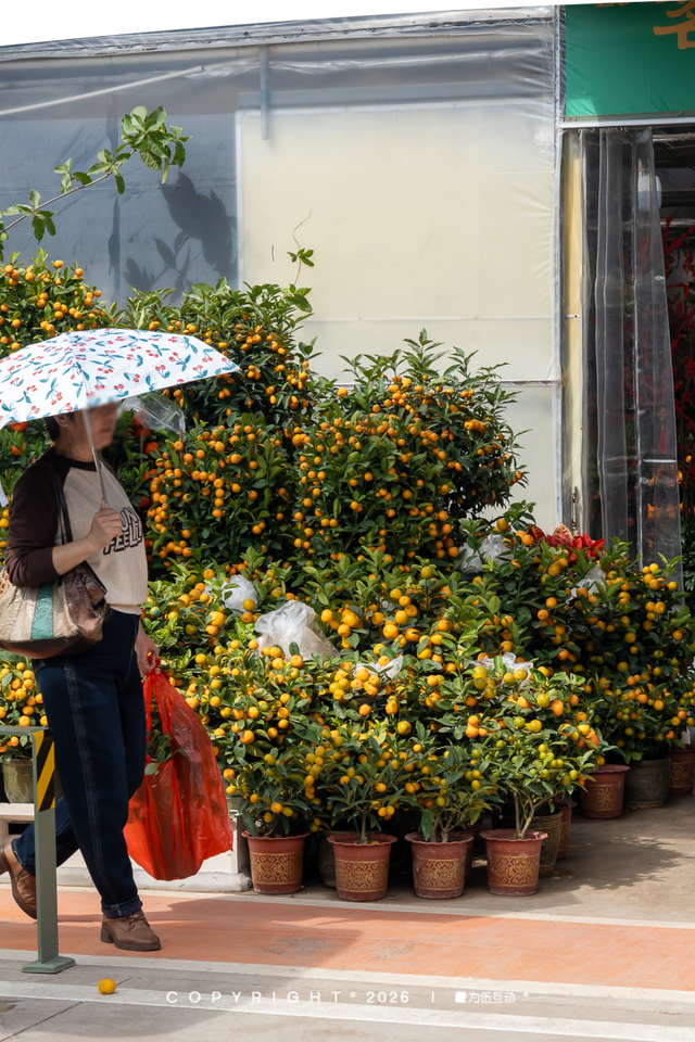 “马”上逛花街！珠海20年老花市焕新登场，新春打卡攻略速收！