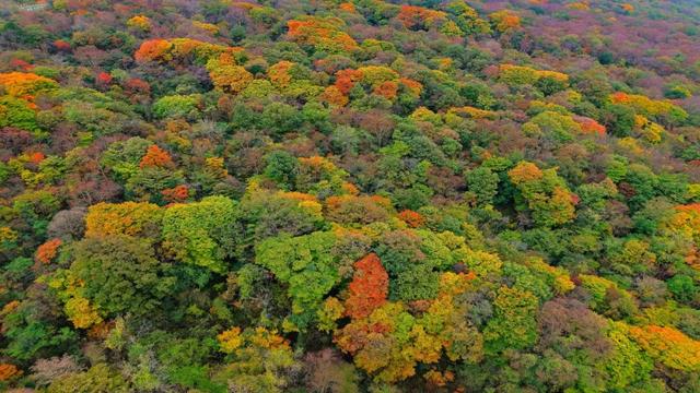 昨日实拍！层林尽染盐井峡，漫山红叶醉秋风，观赏正当时