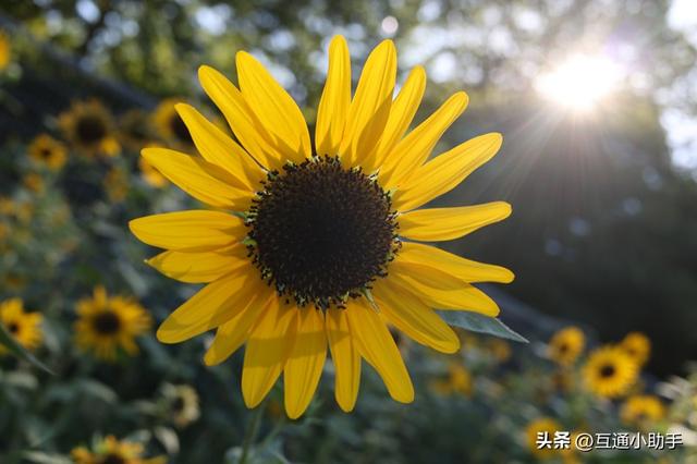 小巧轻便28mm镜头推荐——佳能 RF28mm F2.8 STM