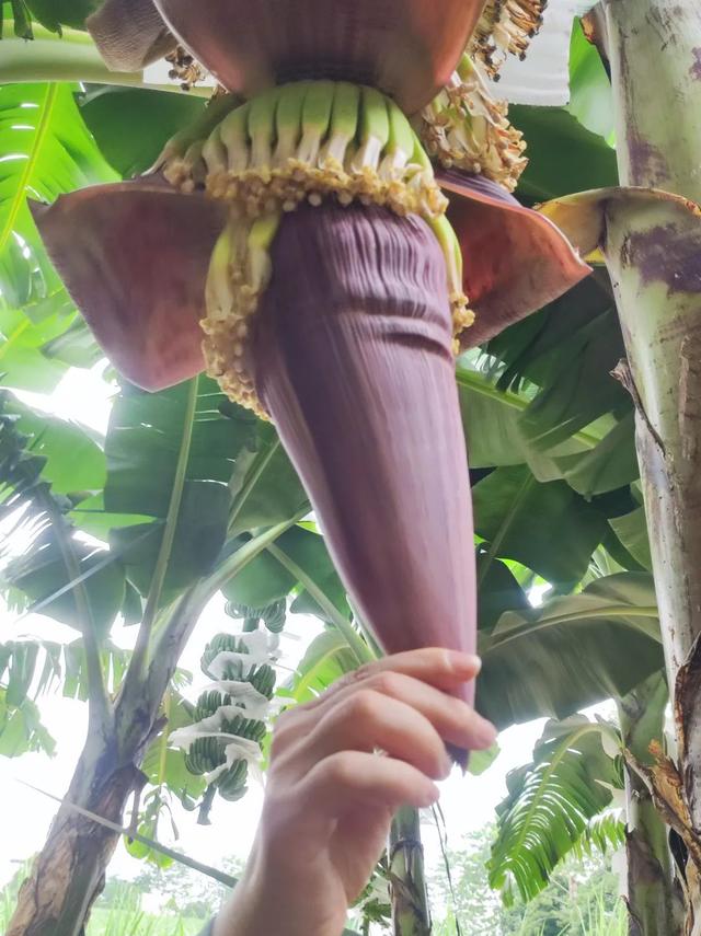 见广记2：香蕉花开