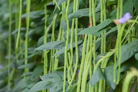 你知道“头伏黄瓜二伏豆”中的豆，是指哪种豆吗？二伏豆怎么种？图片