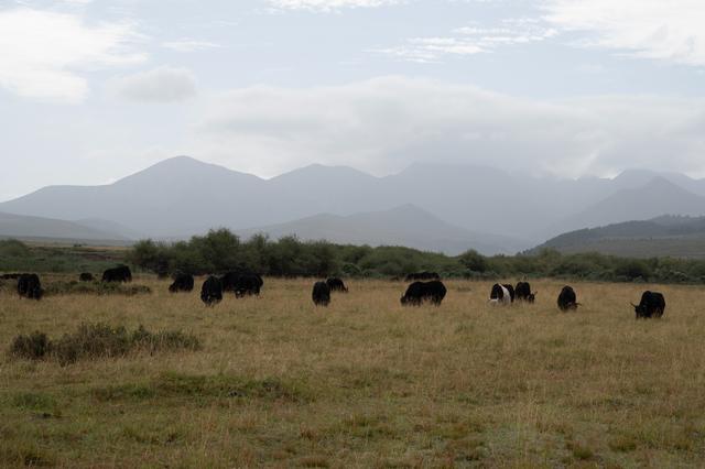 张掖山丹马场——祁连山脚下的大草原