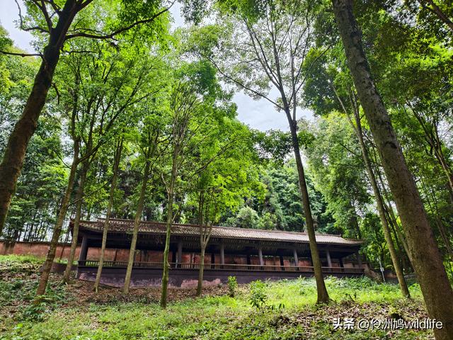 成都徒步（64）·新津篇③观音寺