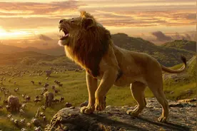 若狮王被自己的儿子打败，狮群里的母狮会被怎样对待？图片