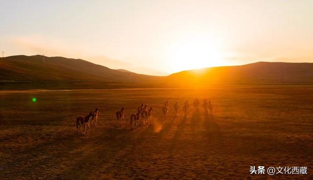 疯狂心动！哲古草原秋日限定景观，藏着西藏最野的浪漫！