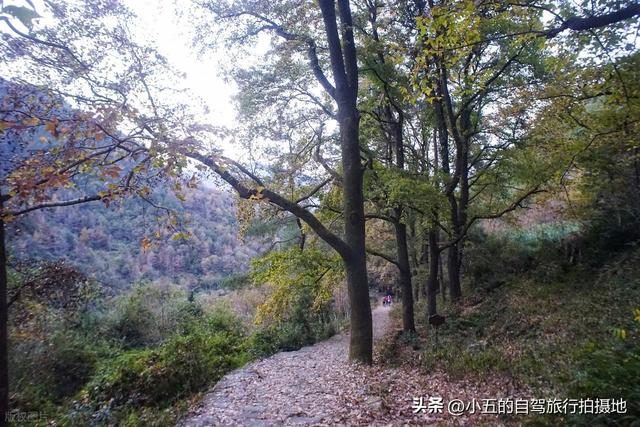 台州南黄古道徒步攻略：赏枫 3 环线 + 亲子友好