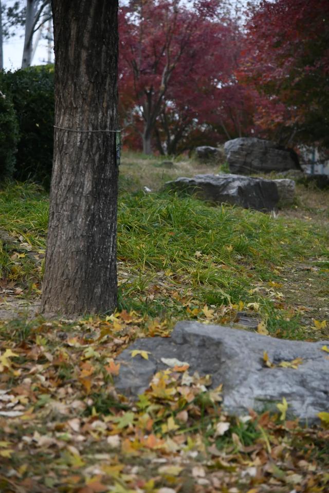 人在画中游！丰台花园秋色满园，错过再等一年，快来打卡~