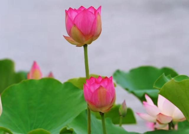 藏不住了！泉港锦绣公园荷花美出圈