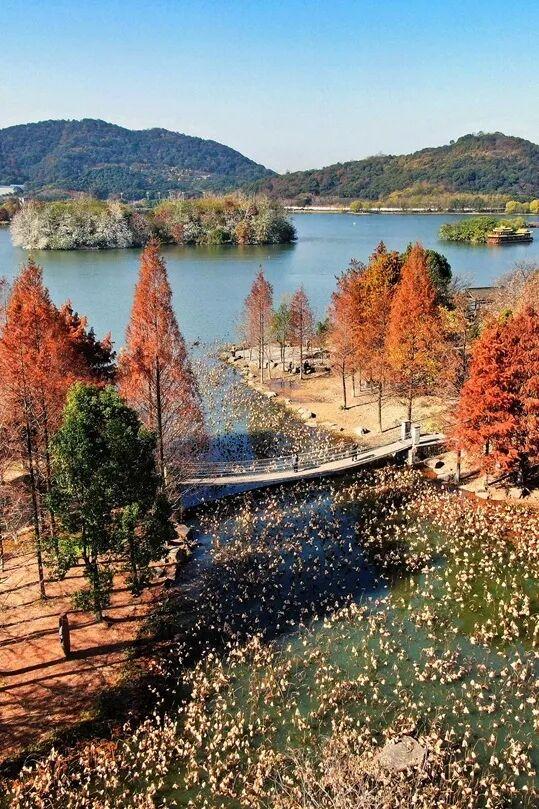 当水杉红遇上元旦红，这个假期来湘湖点亮新年希望~