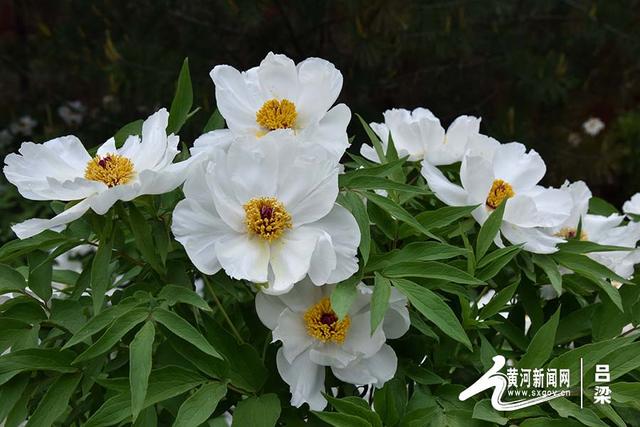 文水:牡丹盛放 游人如织