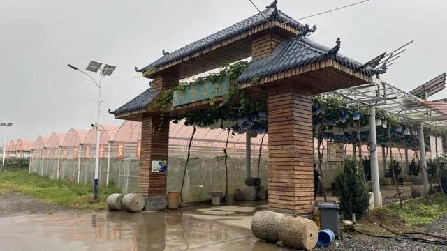 西安高新区葡萄采摘攻略：邂逅田园美味，共赴甜蜜之约