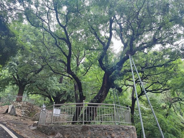 莱芜大舟院，曾经的繁华归于一片宁静中