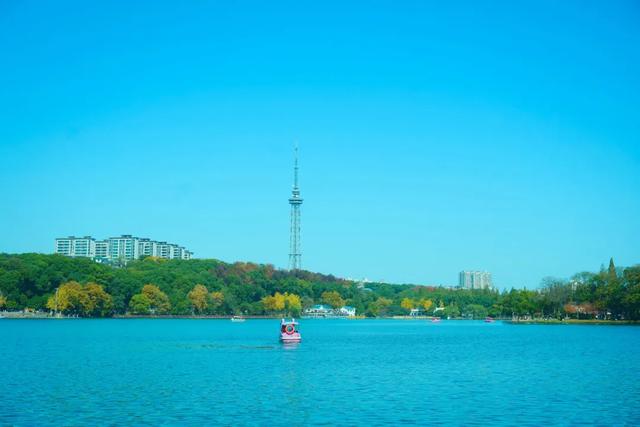 速报！长沙这个地方银杏浓度达100%，赏芦苇、砍甘蔗，遛娃惊喜超多