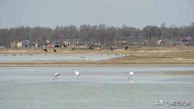 溯流鸭绿江：探秘长白南麓的冷水鱼王国