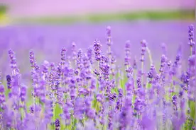 哈尔滨普罗旺斯薰衣草庄园免票政策！图片