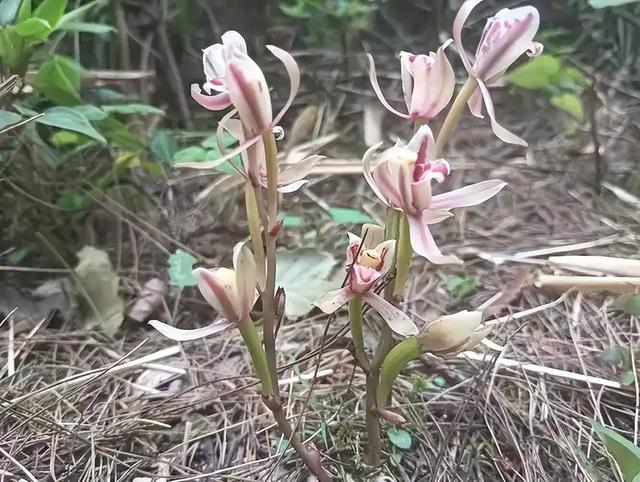 一年仅出现几天！24年四川首次发现“隐身”植物，遇见堪比中彩票