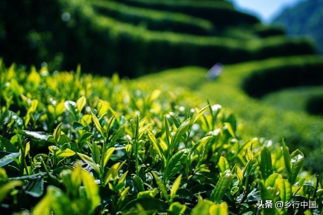 四川彭山，一个不老的城市