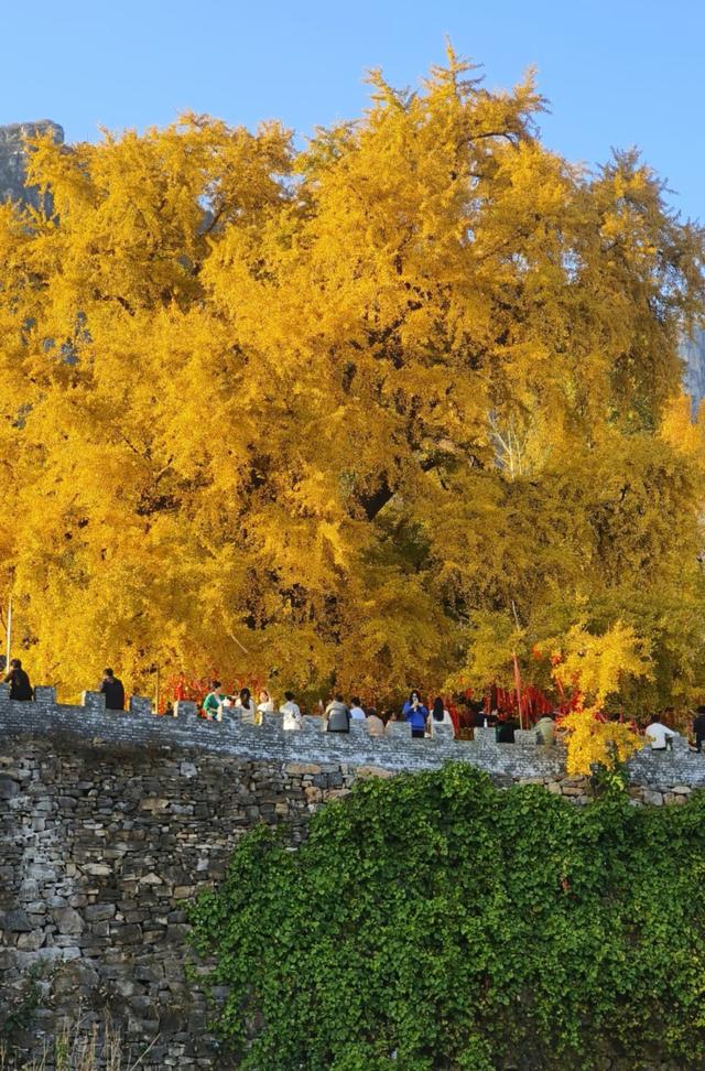 河南千年银杏黄了！没门票停车费，2个打卡地携若干免费景点美了