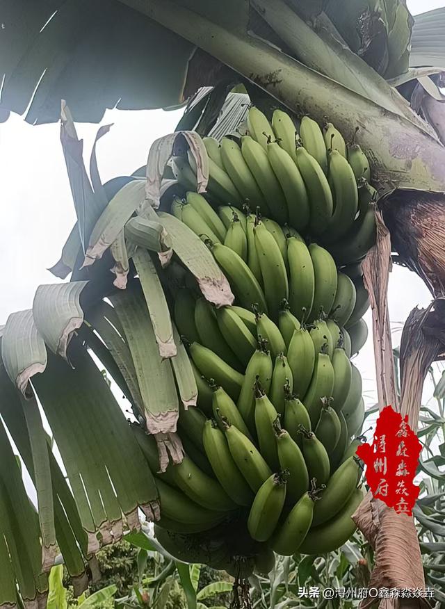 桂平人文：蕉叶糍，灰水粽——七月十四的味道